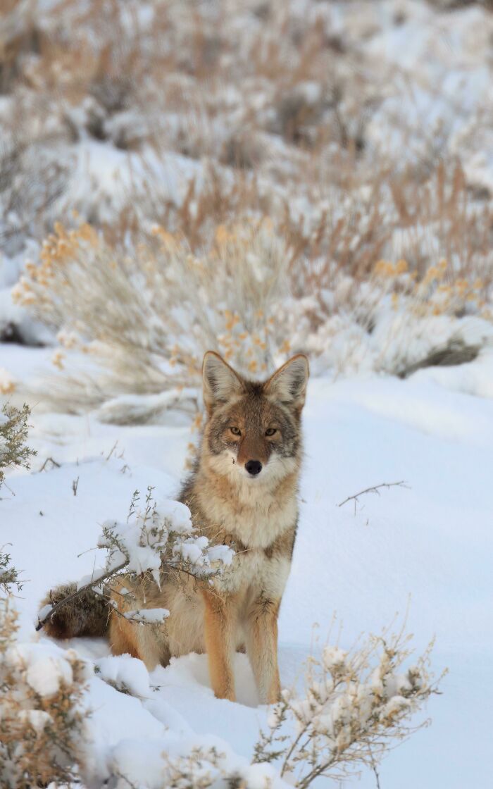 Coyote in snowy landscape surrounded by bushes, showcasing beautiful wildlife photography.