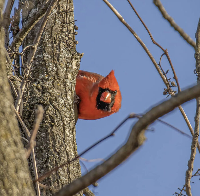 Red cardinal perched on a tree branch staring directly, showcasing beautiful wildlife photography.