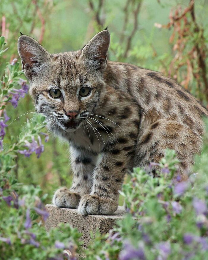 Young bobcat peeking through lush greenery, showcasing beautiful wildlife in its natural habitat.