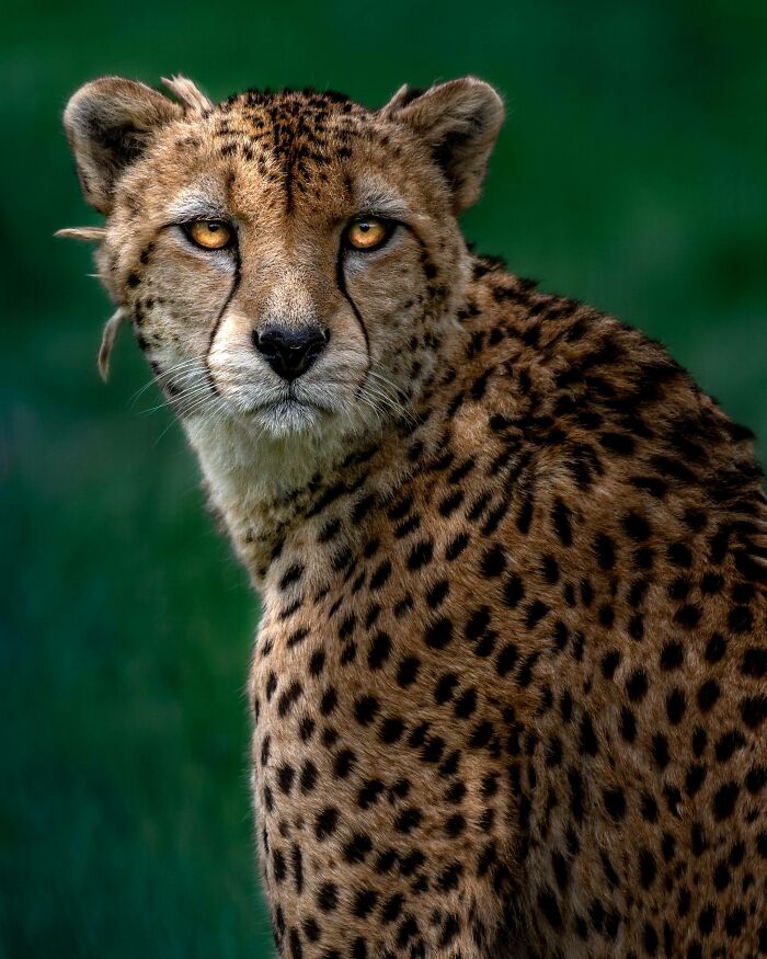 Cheetah with piercing eyes gazing into the camera, showcasing beautiful and interesting wildlife.