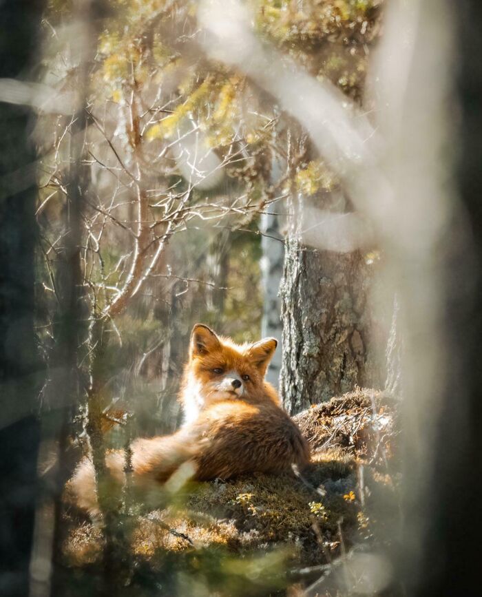 A beautiful fox resting in a forest, surrounded by trees and dappled sunlight, showcasing interesting wildlife.