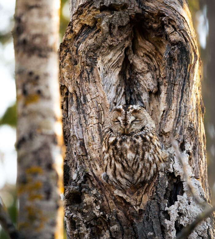 Wildlife photograph of a camouflaged owl blending seamlessly into a tree trunk in a forest setting.