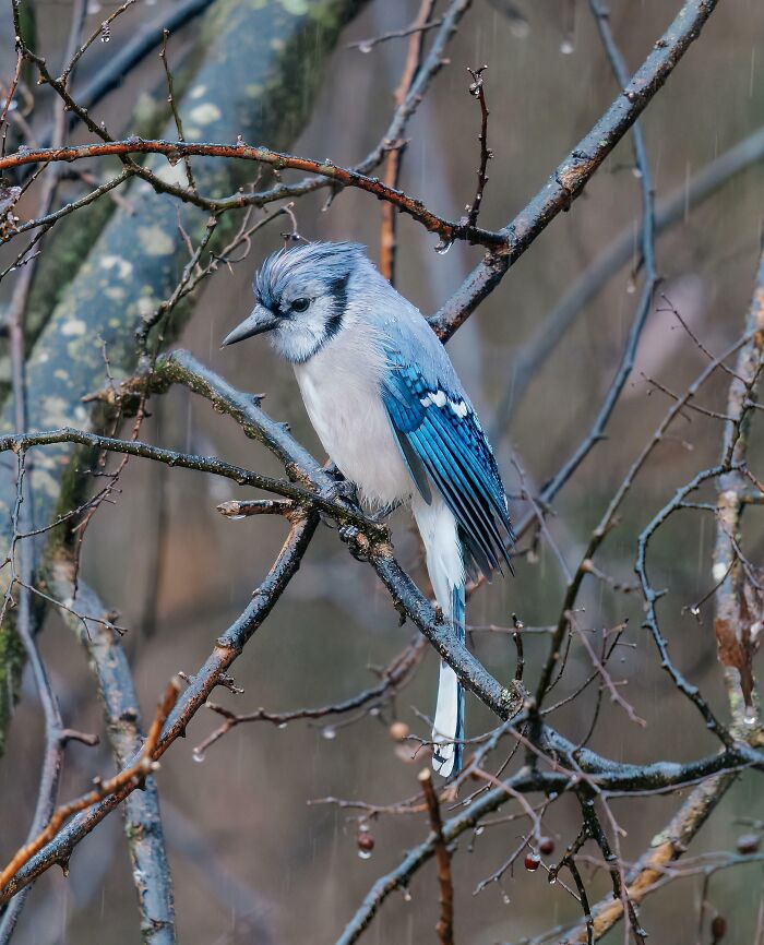 Blue jay perched on bare branches, showcasing its vibrant blue and white plumage in a wildlife setting.