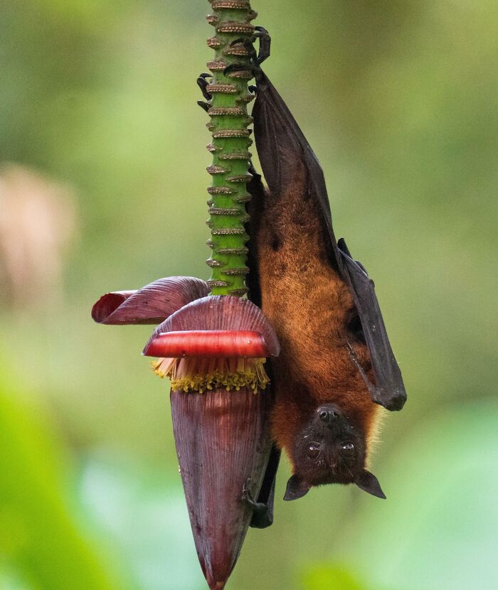 Hanging bat on a banana flower in a natural setting, showcasing interesting wildlife photography.