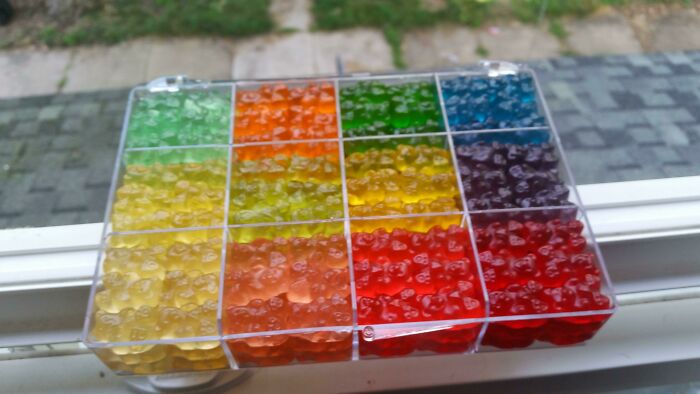 Colorful gummy bears neatly organized by hue in a clear, sectioned tray by a window.