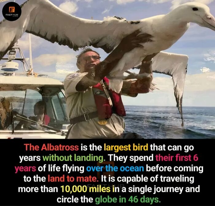 Man holding an albatross on a boat, highlighting fascinating fact about the bird's long-distance travel capabilities.