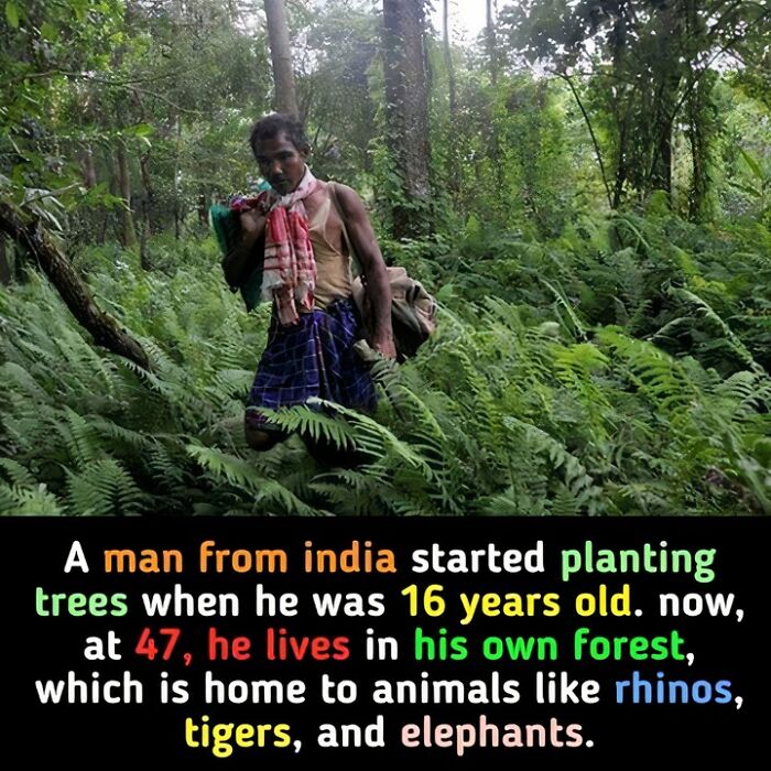 Man in forest he planted in India, surrounded by lush greenery, demonstrating fascinating environmental impact.