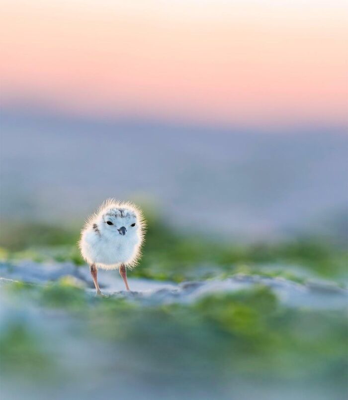 Fluffy chick standing on a blurred green background, capturing beautiful wildlife photography.