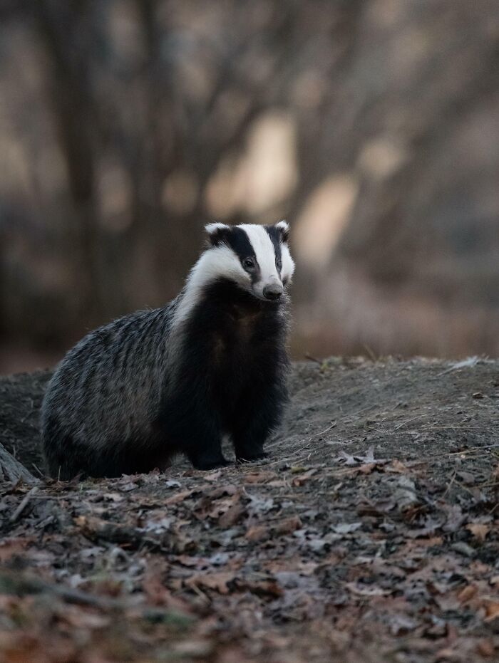 Badger standing in a woodland setting, a captivating example of beautiful wildlife photography.