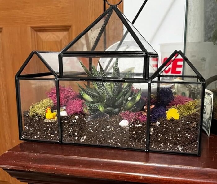 Terrarium with succulents and colorful moss, perfect Valentine's Day find for home decor or gift.