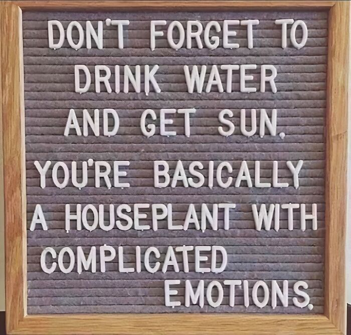 Funny office meme on a letter board: "Don't forget to drink water and get sun, you're basically a houseplant with complicated emotions."