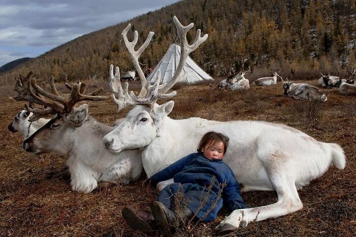 Child resting on a reindeer in a scenic landscape, with a tent and more reindeer in the background, showcasing interesting images.