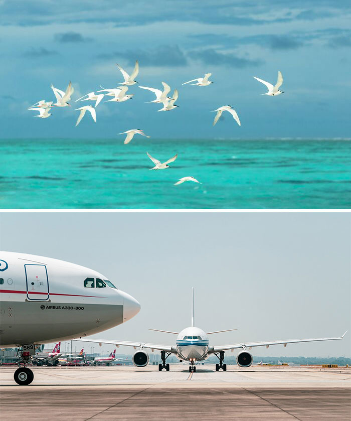 Flock of white birds flying over turquoise ocean, embodying nature-inspired objects.