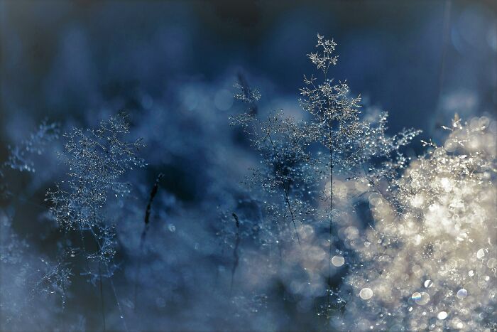 Delicate frost-covered plants in a tranquil winter scene against a soft, blurry background.