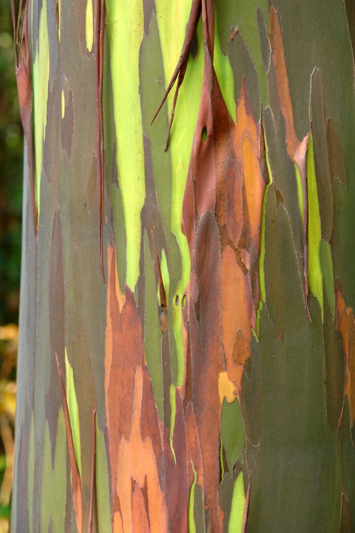 Vivid bark colors of a rainbow eucalyptus tree, illustrating an incredible natural phenomenon.