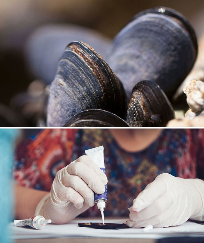 Close-up of mussel shells showcasing nature-inspired objects with intricate textures.