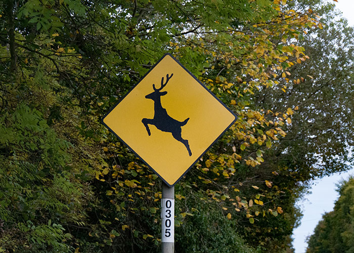 Deer crossing sign on a rural road, surrounded by trees, associated with wild 911 calls.