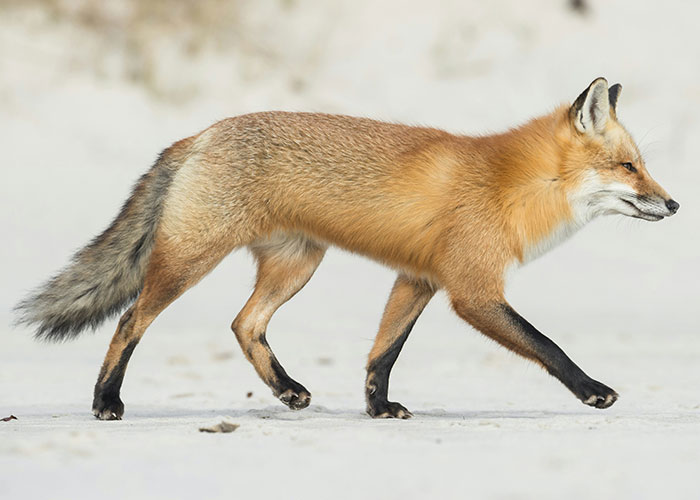 A red fox walking on snowy ground, showcasing its vibrant fur and keen expression.