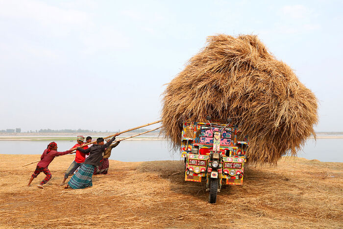 Paddy Straw' © Syed Mahabubul Kader