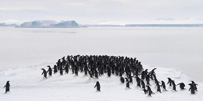 Antarctic Assembly From The Series 'Southern Encounters' © Debbie Mcculliss