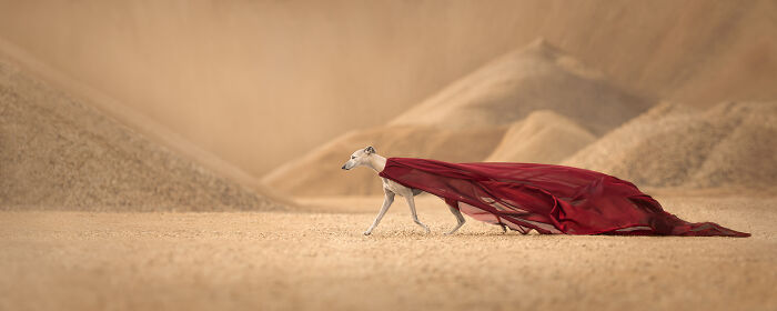 Greyhound in desert landscape with flowing red cape, representing a winning entry in pet photographer awards.