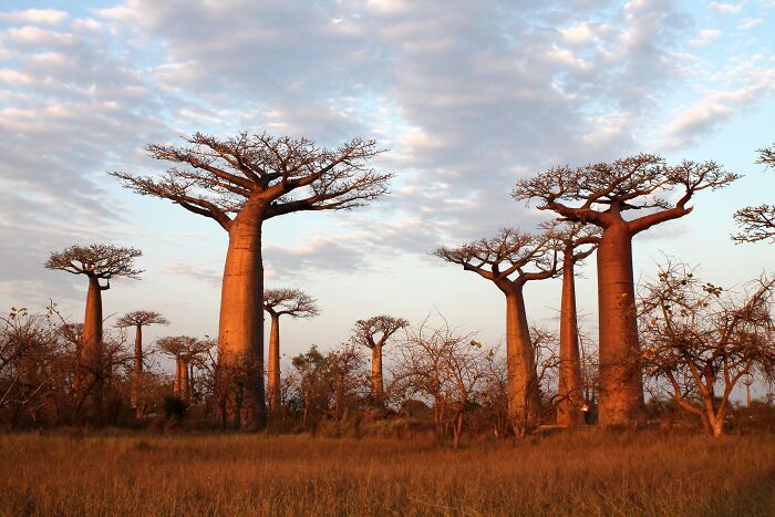 Baobab trees at sunset, showcasing a stunning natural phenomenon in the African landscape.