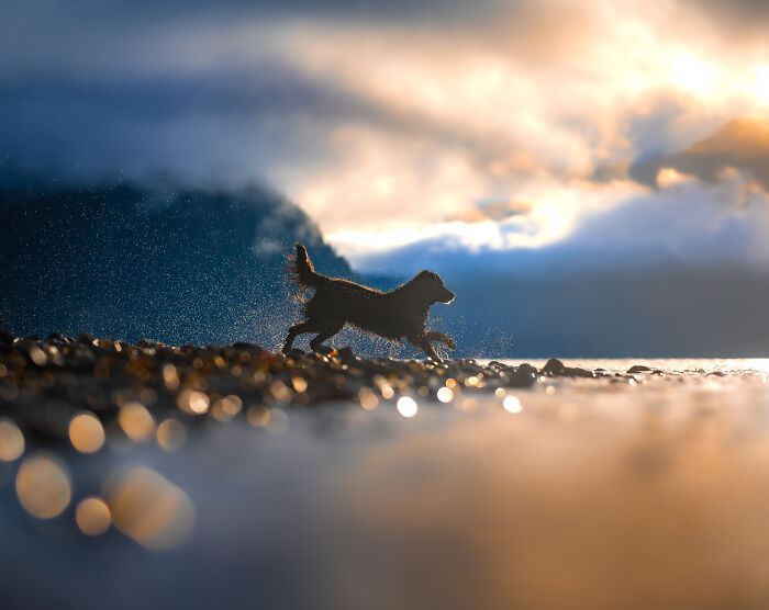 Dog running on a beach during sunset, capturing the essence of pet photography in an award-winning image.