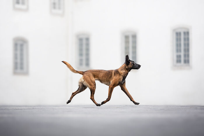 A Belgian Malinois dog walking gracefully in front of a blurred white building, captured by a pet photographer.