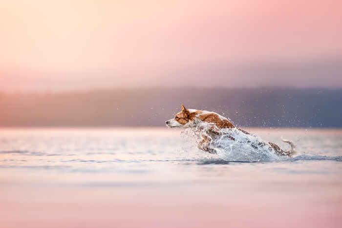 Dog joyfully running through water at sunset, captured by an international pet photographer.