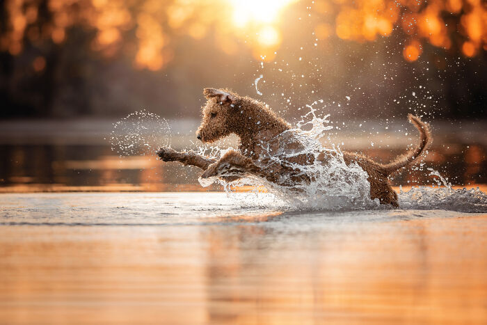 A dog energetically jumps through water at sunset, showcasing pet photography talent.