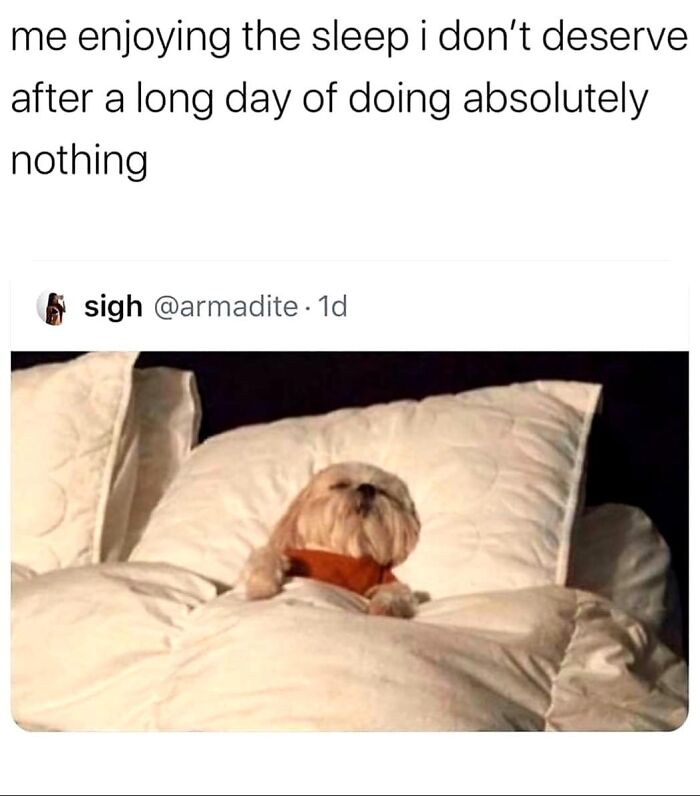 Dog tucked in bed, humorously enjoying sleep; perfect introvert meme.