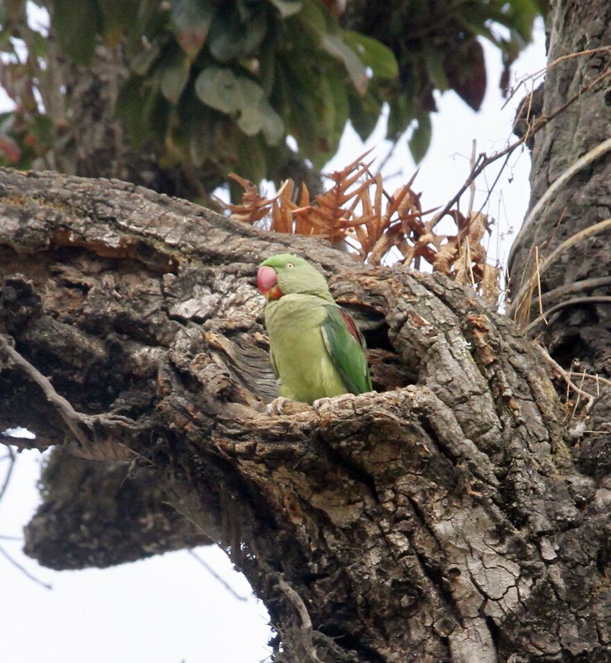 Birdwatching