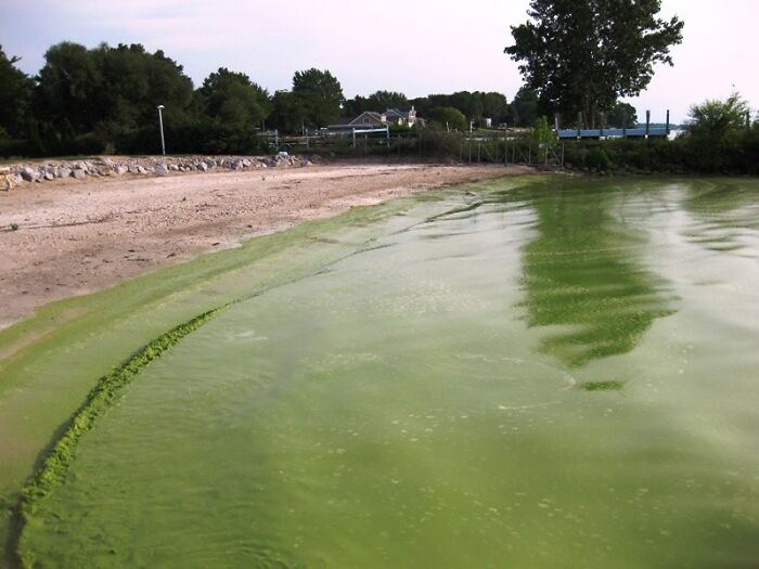 Green algae bloom in a tranquil coastal area, showcasing a stunning natural phenomenon alongside a sandy beach.