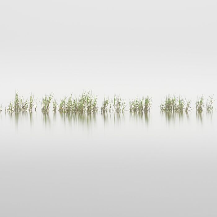 Minimalist photo of grass reflecting in still water, showcasing winning photography from Budapest International Foto Awards.