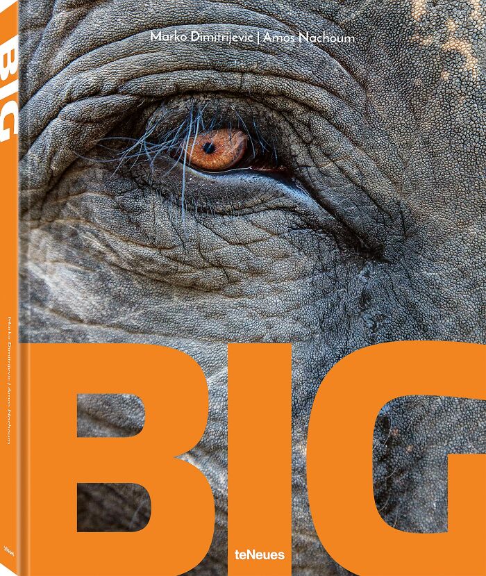 Close-up of an elephant's eye with textured skin, featured in the Budapest International Foto Awards 2024 winners.