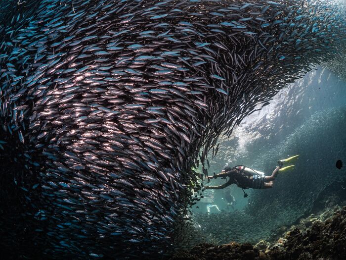 Diver surrounded by a large school of fish, showcasing a winning shot from the Budapest International Foto Awards.