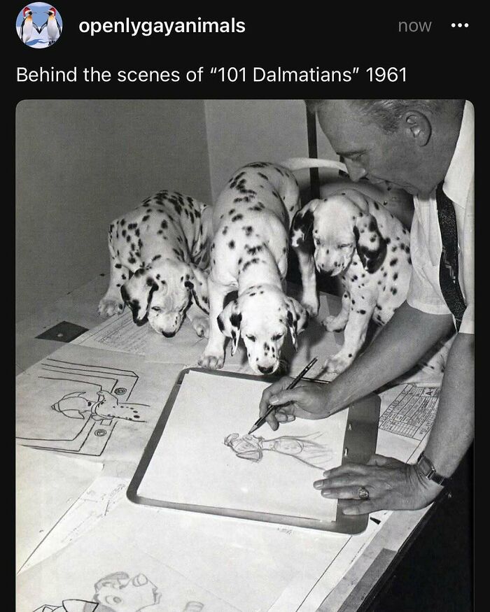 Artist drawing with Dalmatians as reference for the nostalgic film "101 Dalmatians" 1961.