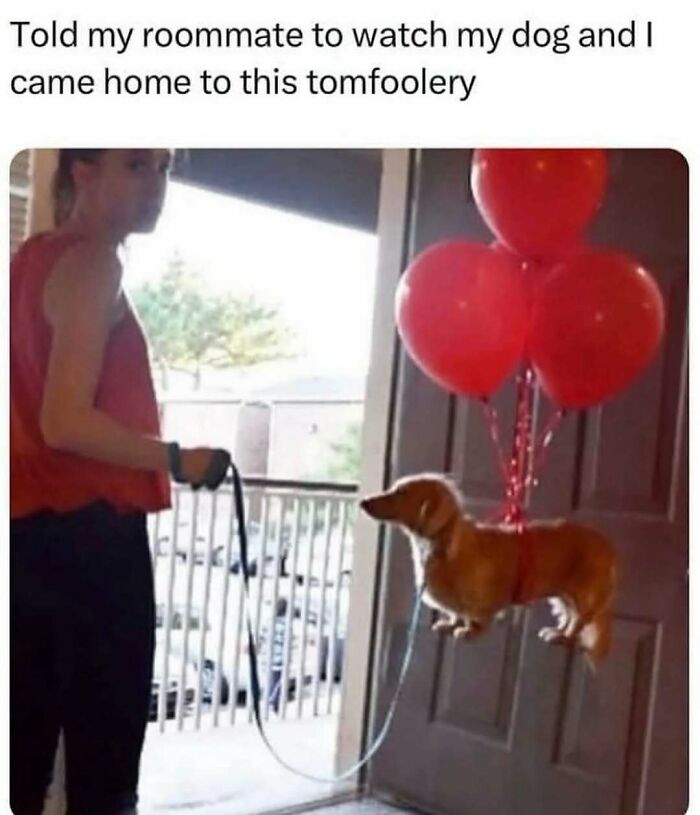 Random meme of a dog with balloons floating inside an apartment while a person holds its leash, creating a humorous scene.