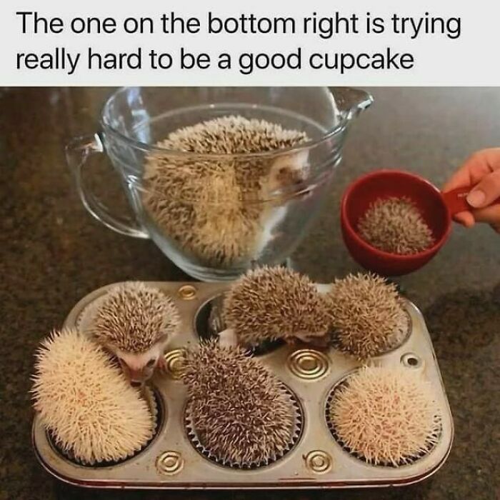 Hedgehogs in a muffin tin resemble cupcakes, with a caption adding humor tailored for women.