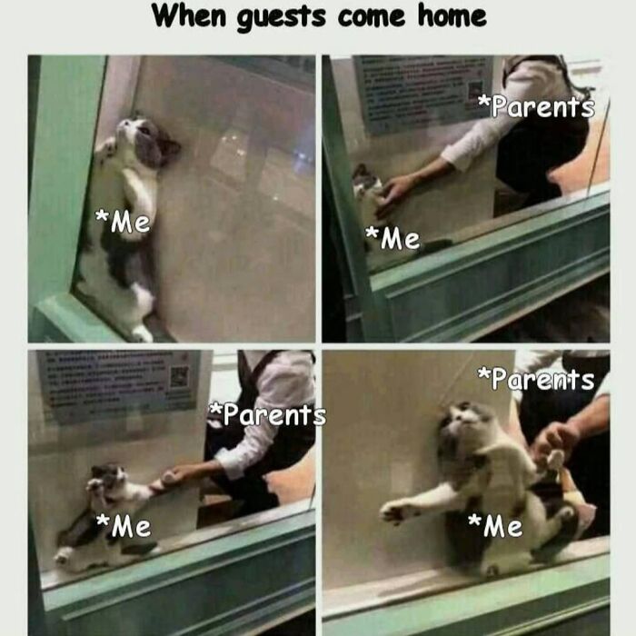 Cat meme depicting introvert behavior with captions "Me" and "Parents" during a guest visit.