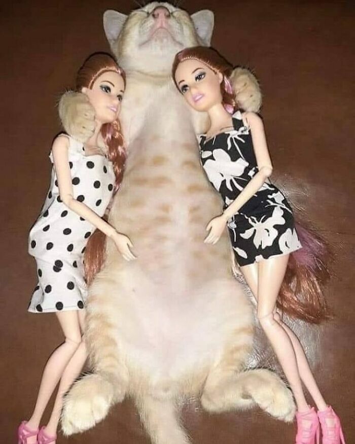 Bizarre photo of a cat lying between two dolls dressed in black and white outfits with pink shoes.