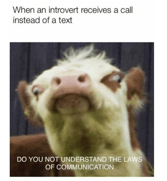 Cow meme humorously depicting introvert frustration with phone calls over texts.