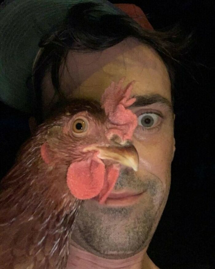 Man and chicken face side by side, creating a bizarre and eclectic photo.