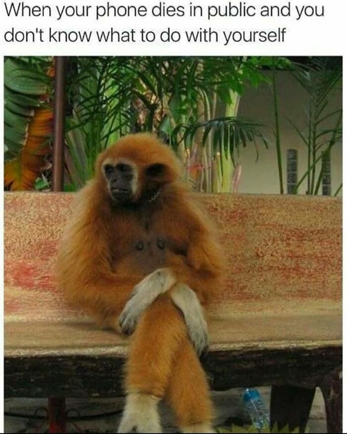 Monkey sitting cross-legged on a bench, looking contemplative, with text about phone dying, perfect for introvert memes.