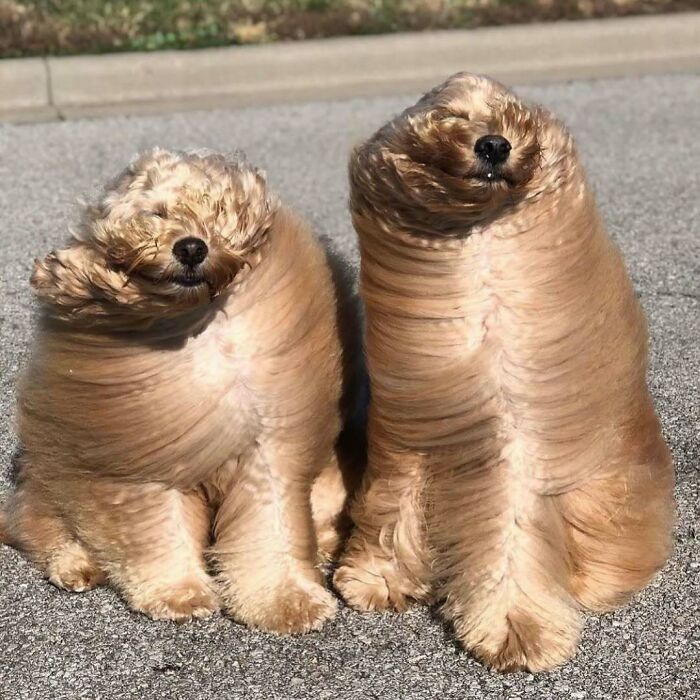 Two fluffy dogs with windblown fur sitting on a road, showcasing bizarre appearance.