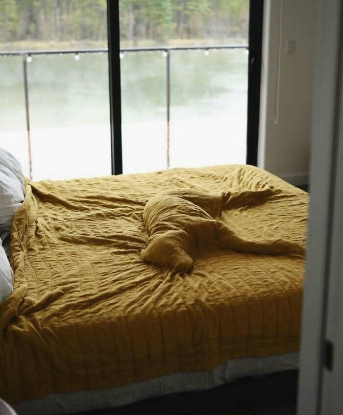 Bizarre photo of a blanket shaped like a dog on a bed, viewed in front of a large window with a nature scene outside.