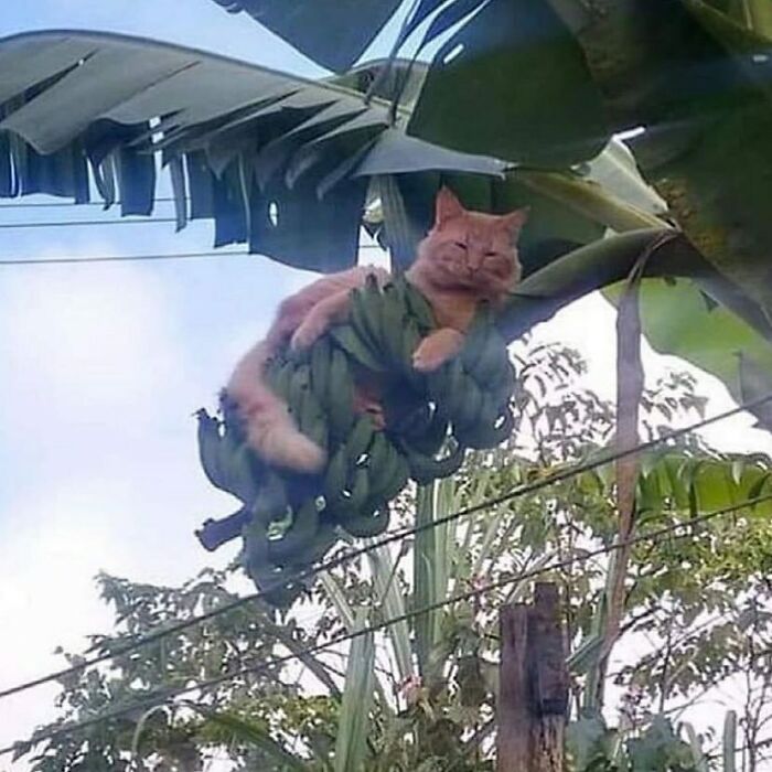 Cat lounging on banana bunch, high in a tree, showcasing bizarre and eclectic imagery.