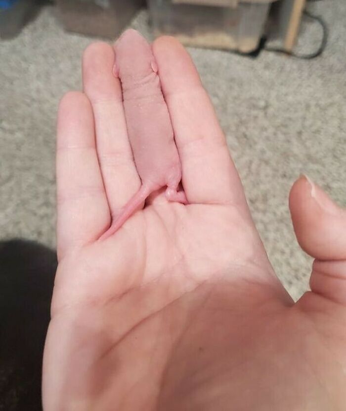 Person holding a tiny pink baby rodent in their palm, showcasing bizarre photography from an eclectic Instagram page.