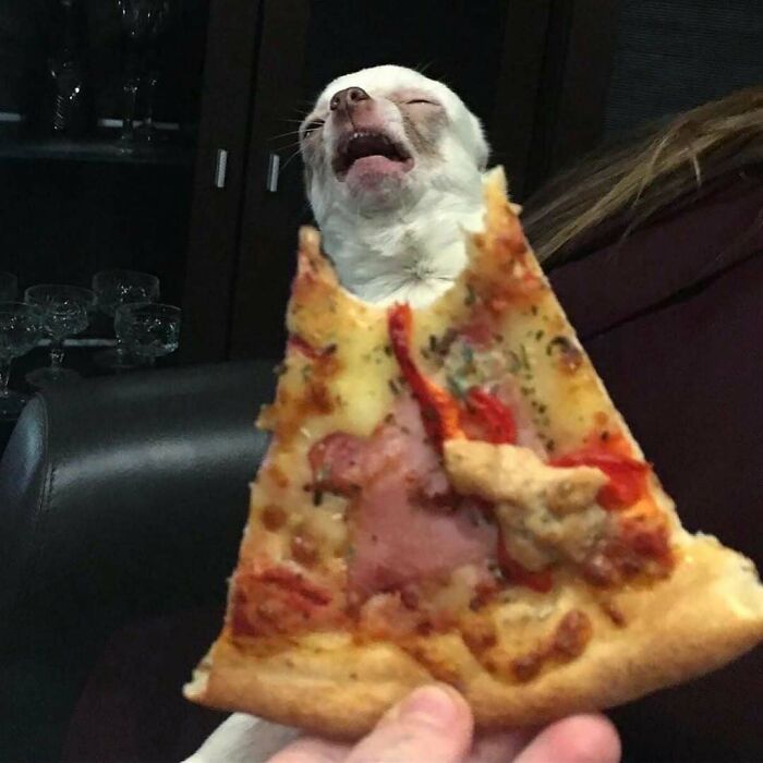 Small dog sitting with closed eyes behind a slice of pizza, showcasing bizarre photography from an eclectic Instagram page.