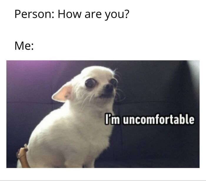 Introvert meme featuring a nervous Chihuahua with the caption "I'm uncomfortable" to express social anxiety.